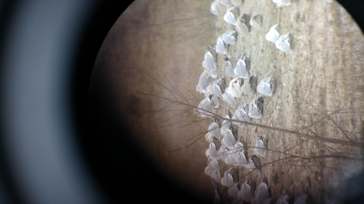 Gabbiano glauco - ML22447331