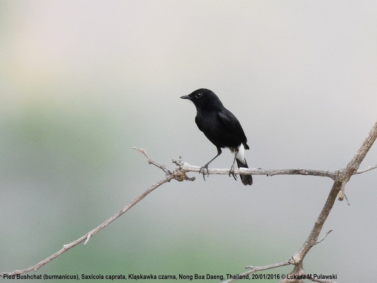 Pied Bushchat - ML224473881