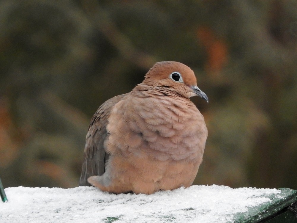 Mourning Dove - ML22447391