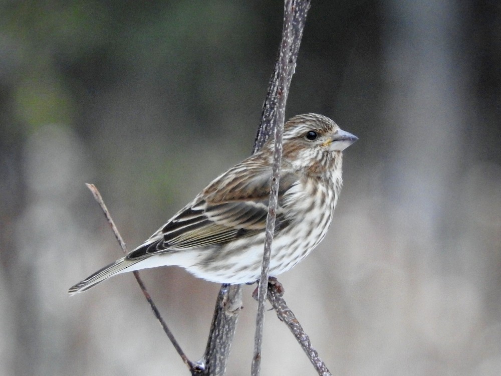 Purple Finch - Gillian Mastromatteo