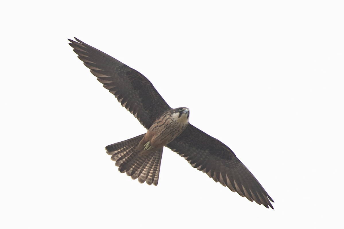 Eleonora's Falcon - ML224474841