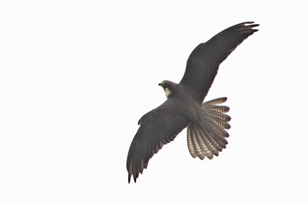 Eleonora's Falcon - ML224474871