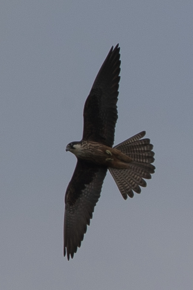 Eleonora's Falcon - ML224474951