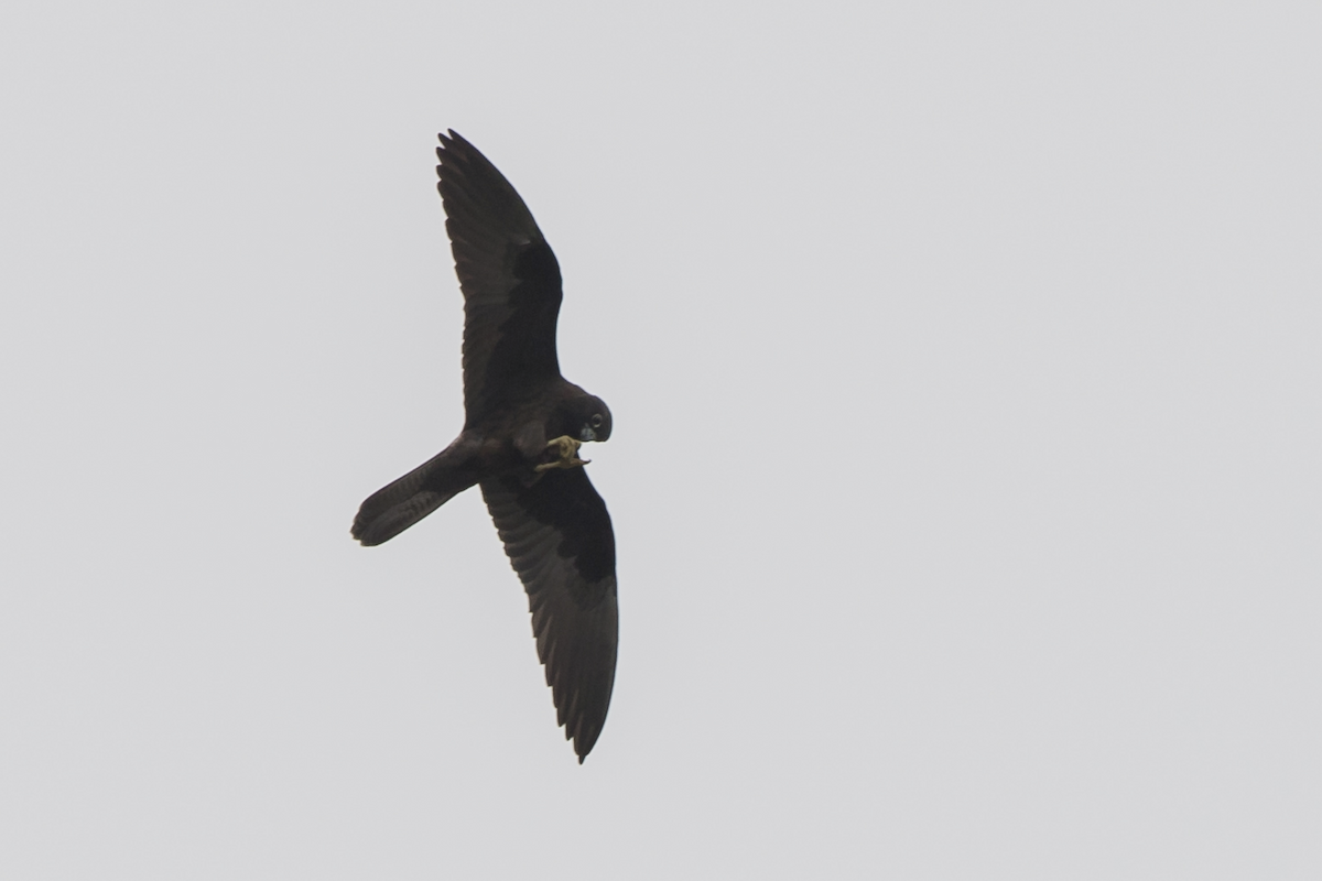 Eleonora's Falcon - ML224475091