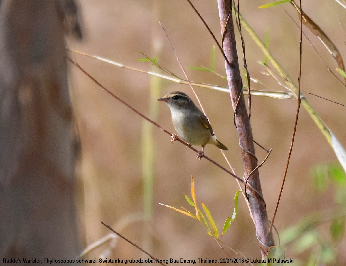 Mosquitero de Schwarz - ML224475701