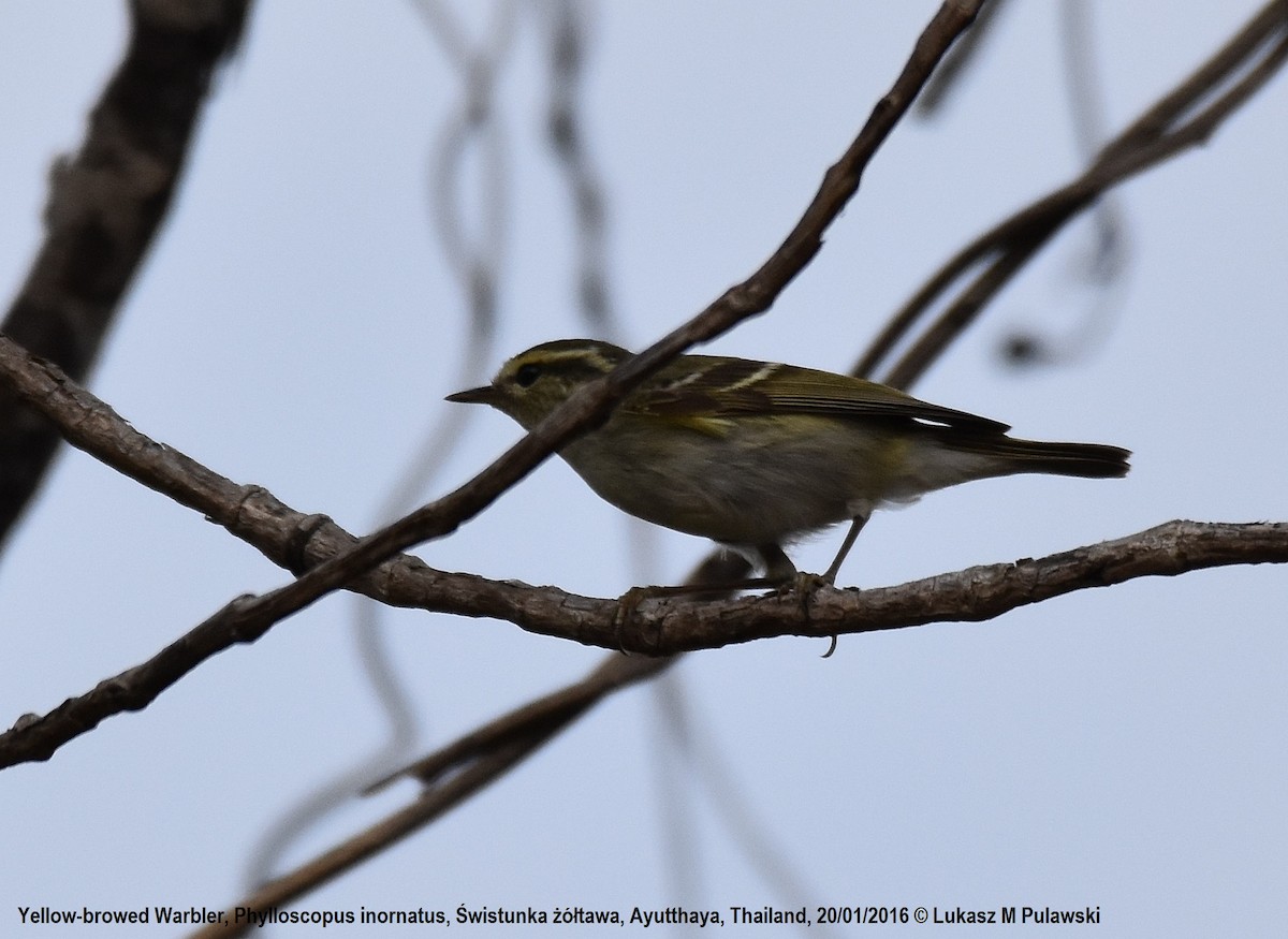 Mosquitero Bilistado - ML224475771