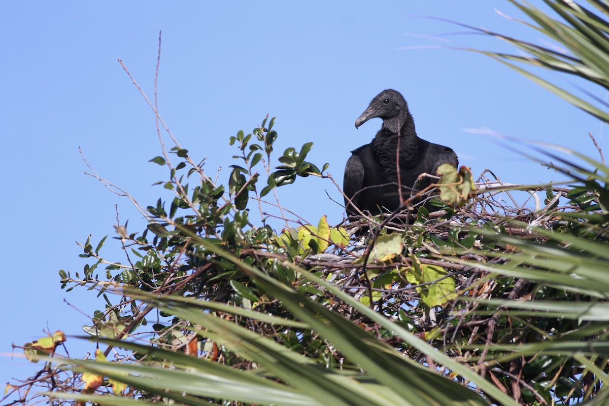 Black Vulture - ML224475821