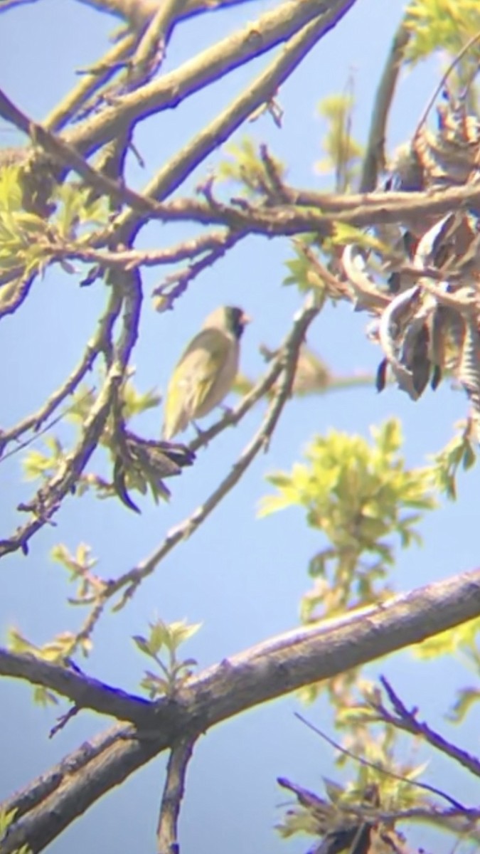 Lawrence's Goldfinch - ML224475931