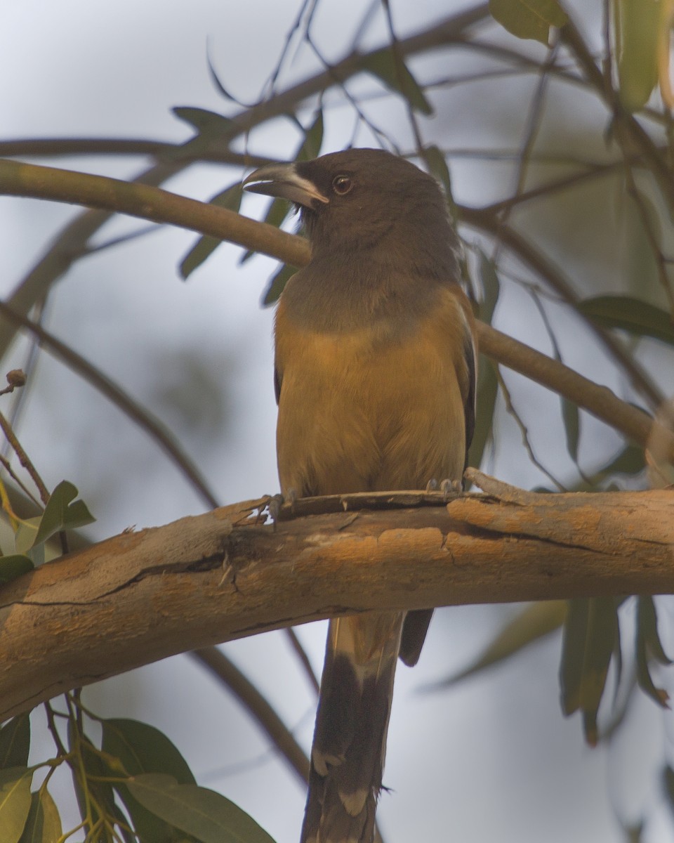 Rufous Treepie - ML224475991