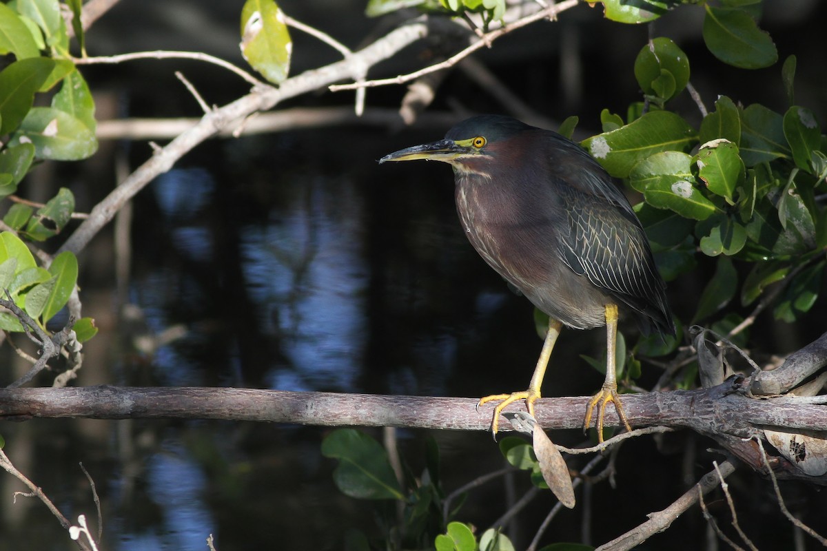 Green Heron - ML224476001