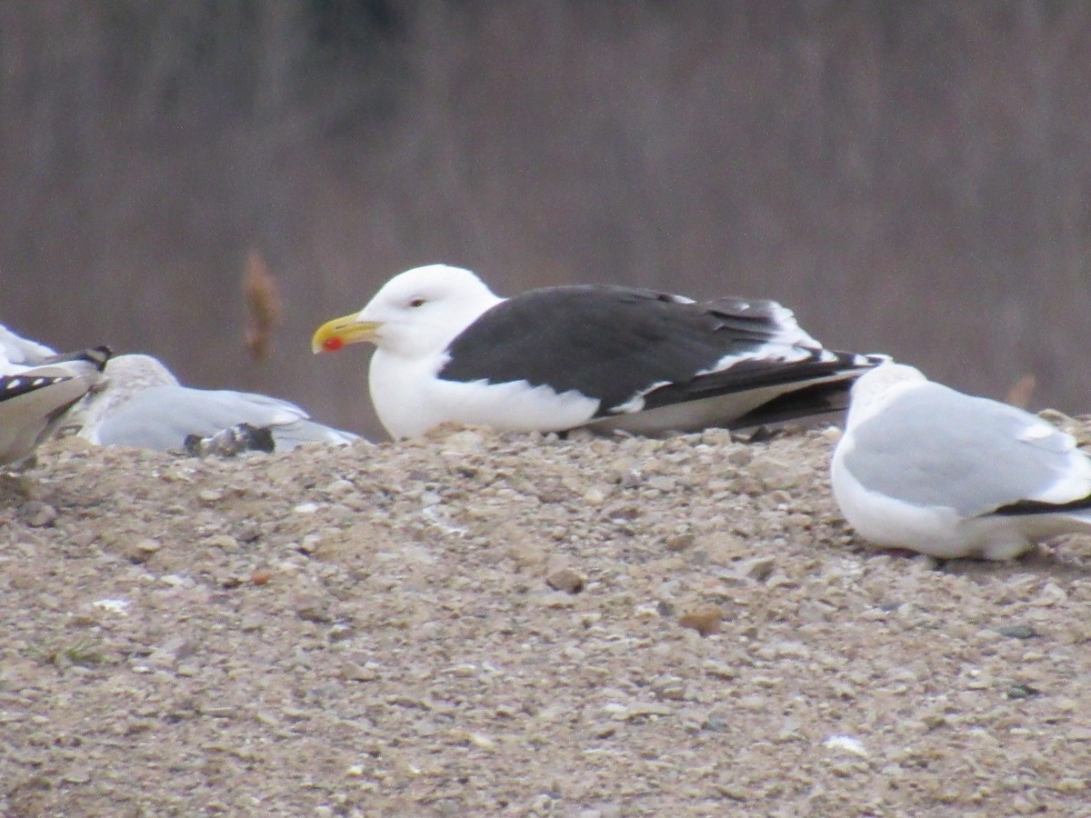 Mugnaiaccio - ML22447651