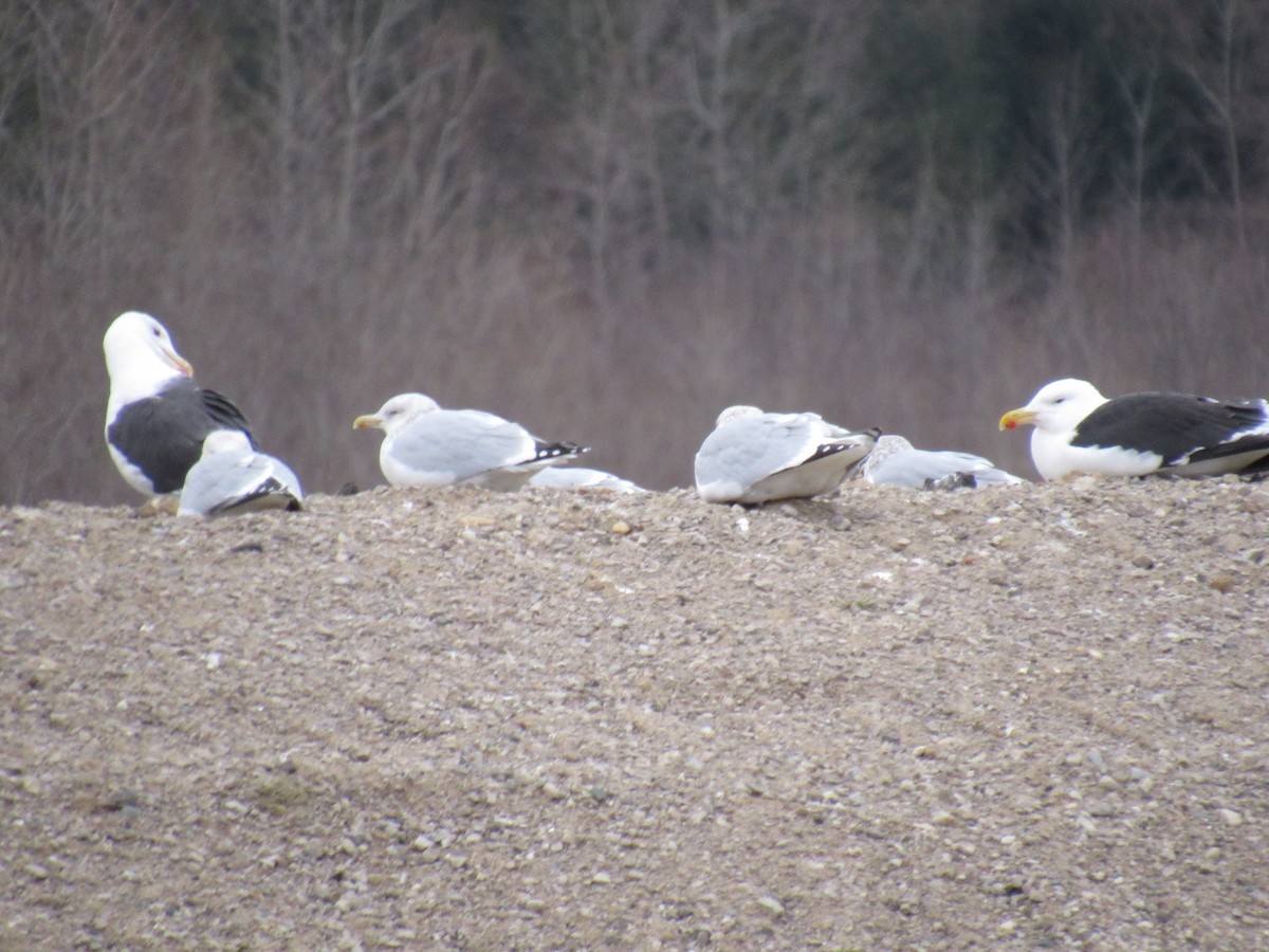 Mugnaiaccio - ML22447661