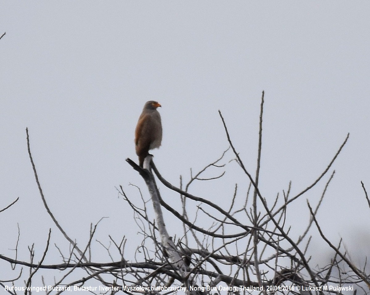 Rufous-winged Buzzard - ML224476691