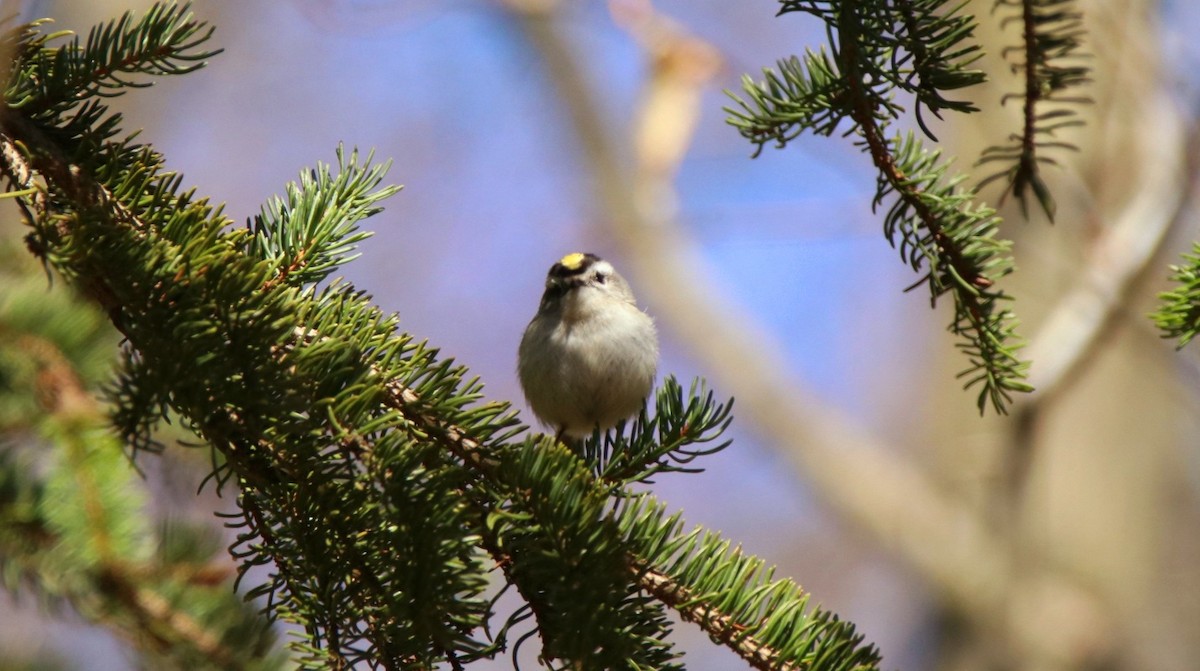 Golden-crowned Kinglet - ML224477021