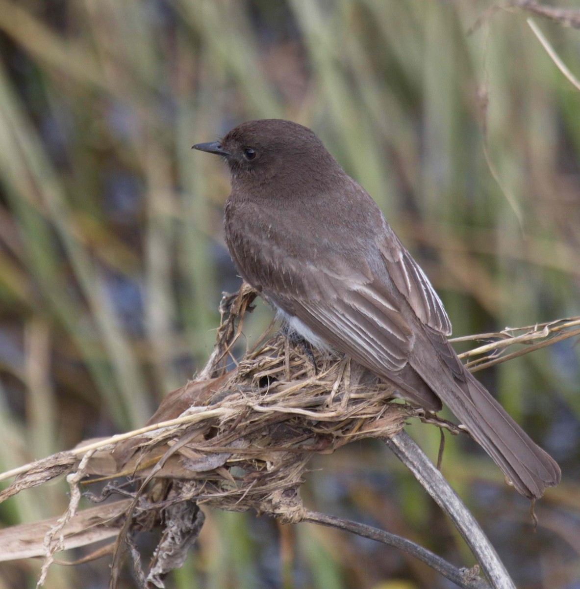 Black Phoebe - DAB DAB