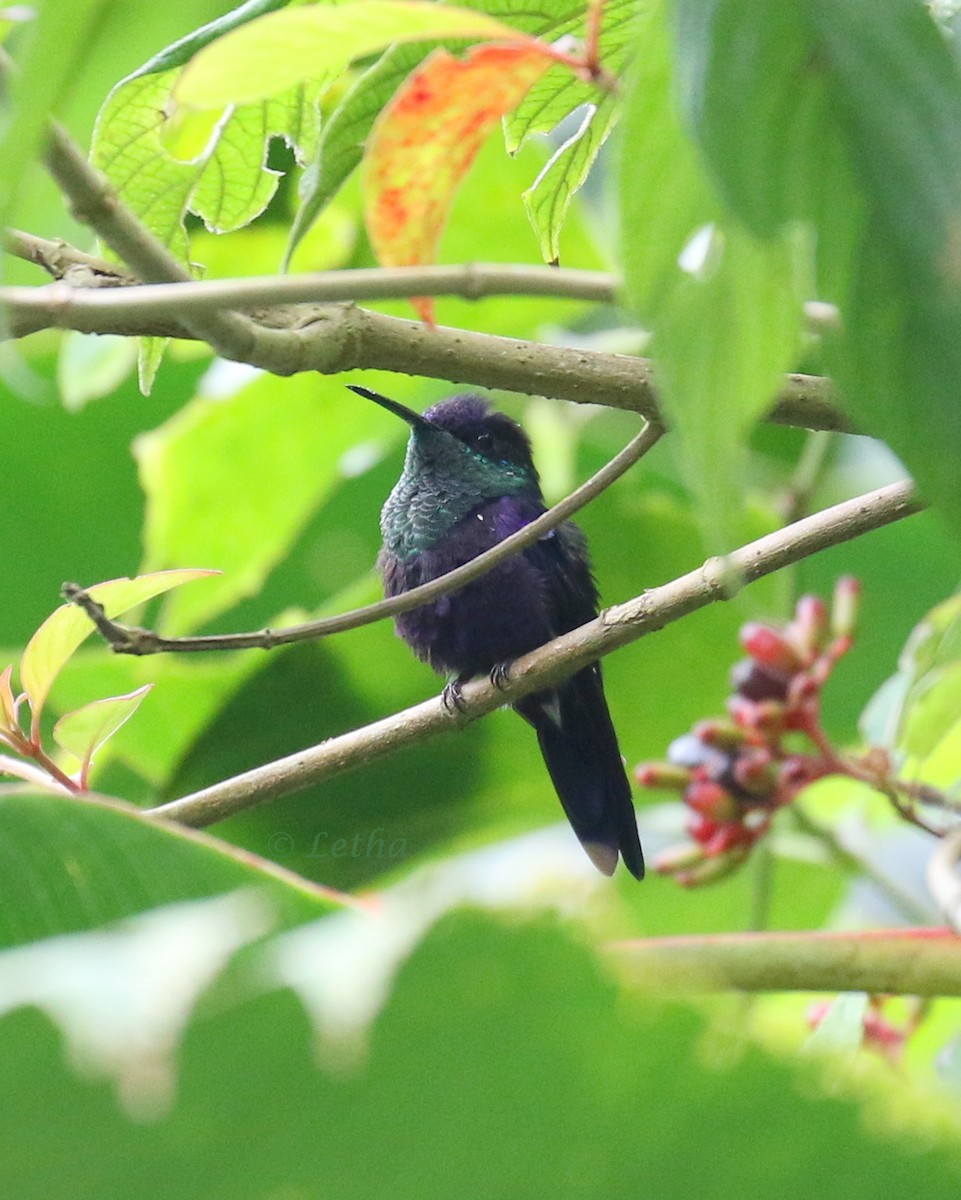 Crowned Woodnymph (Northern/Colombian Violet-crowned) - ML224485661