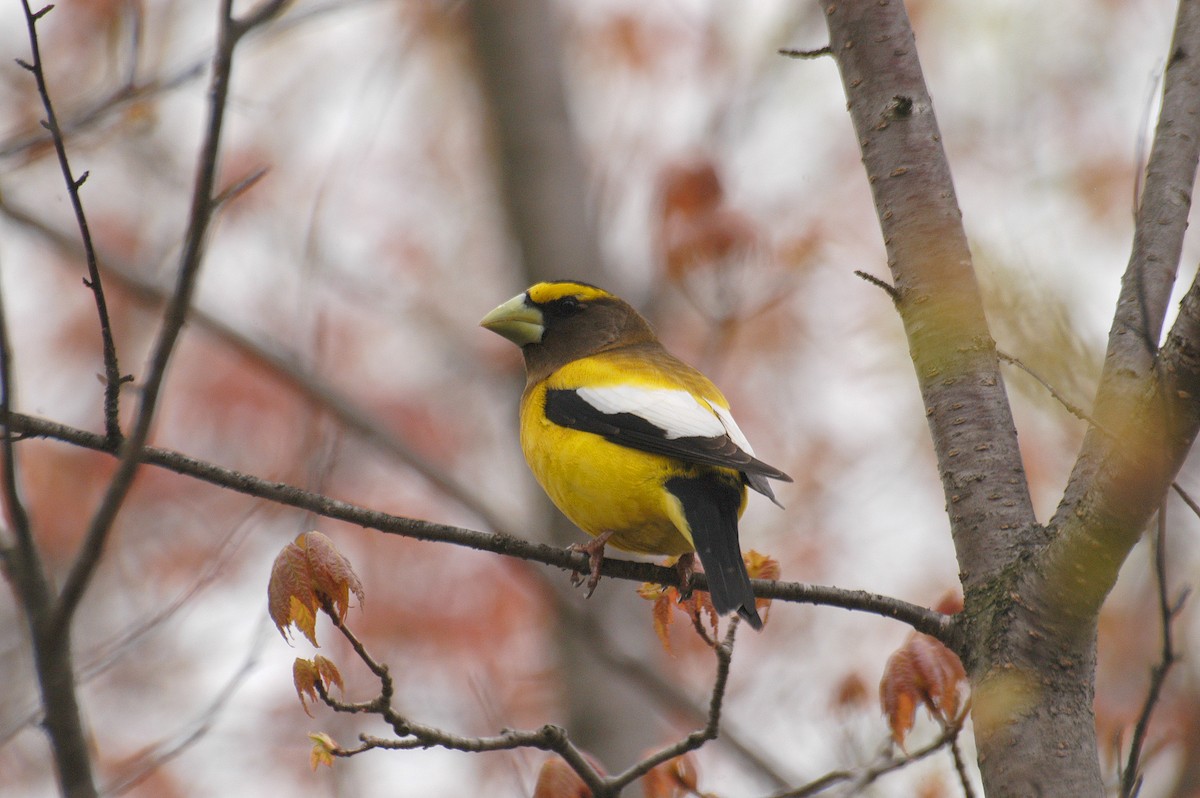 Evening Grosbeak - ML22448671