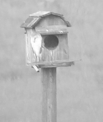 American Barn Owl - ML224488661