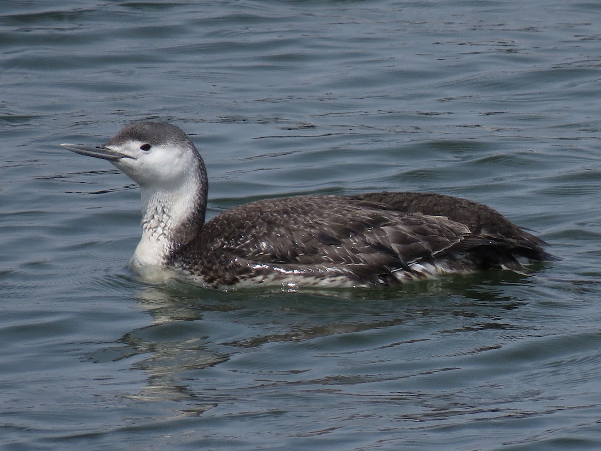 Red-throated Loon - ML224489671