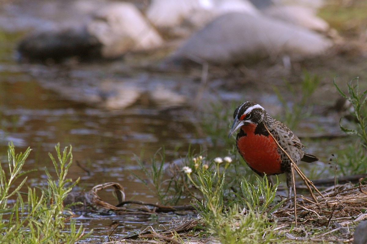 Long-tailed Meadowlark - ML22449011