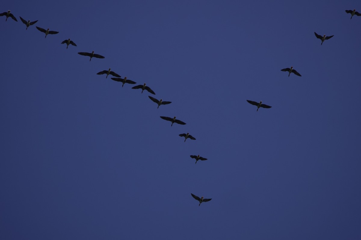 Greater White-fronted Goose - Stuart King