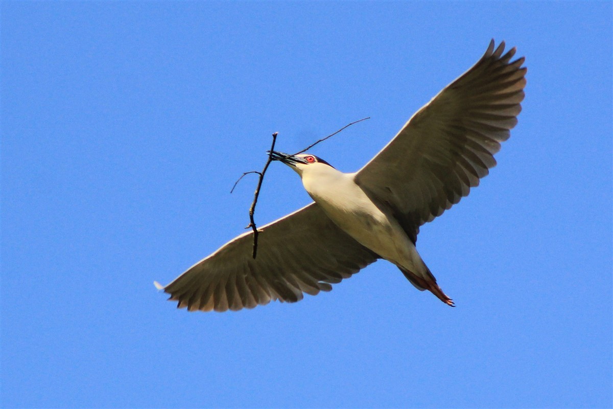 Black-crowned Night Heron - ML224492091