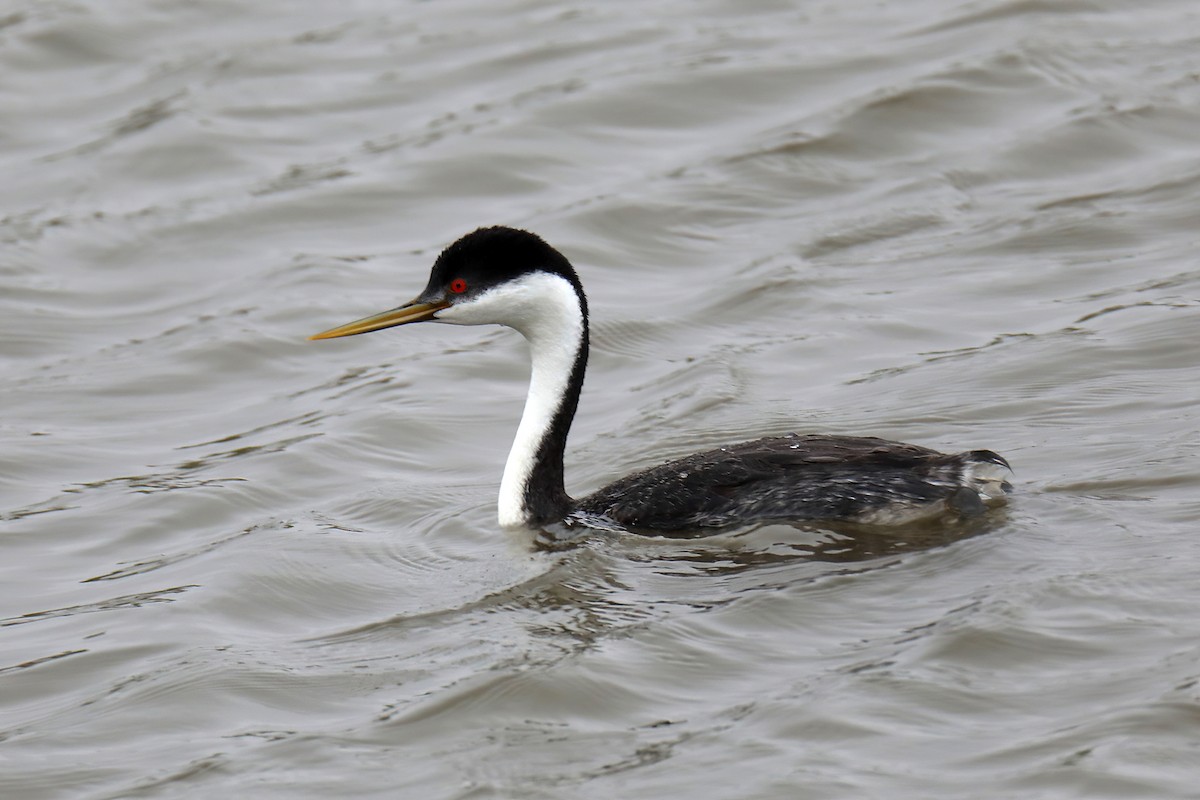 Western Grebe - ML224493681