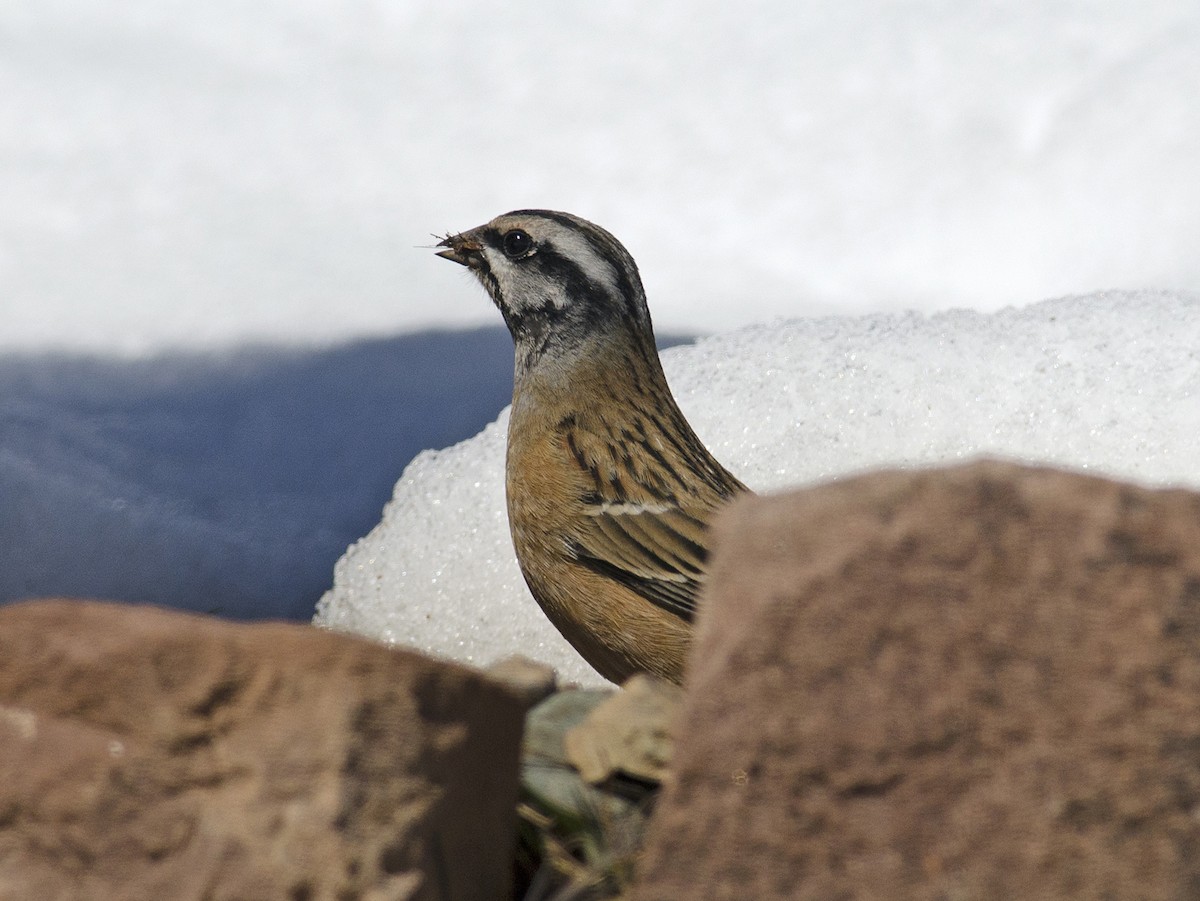 Rock Bunting - Joshua Vandermeulen