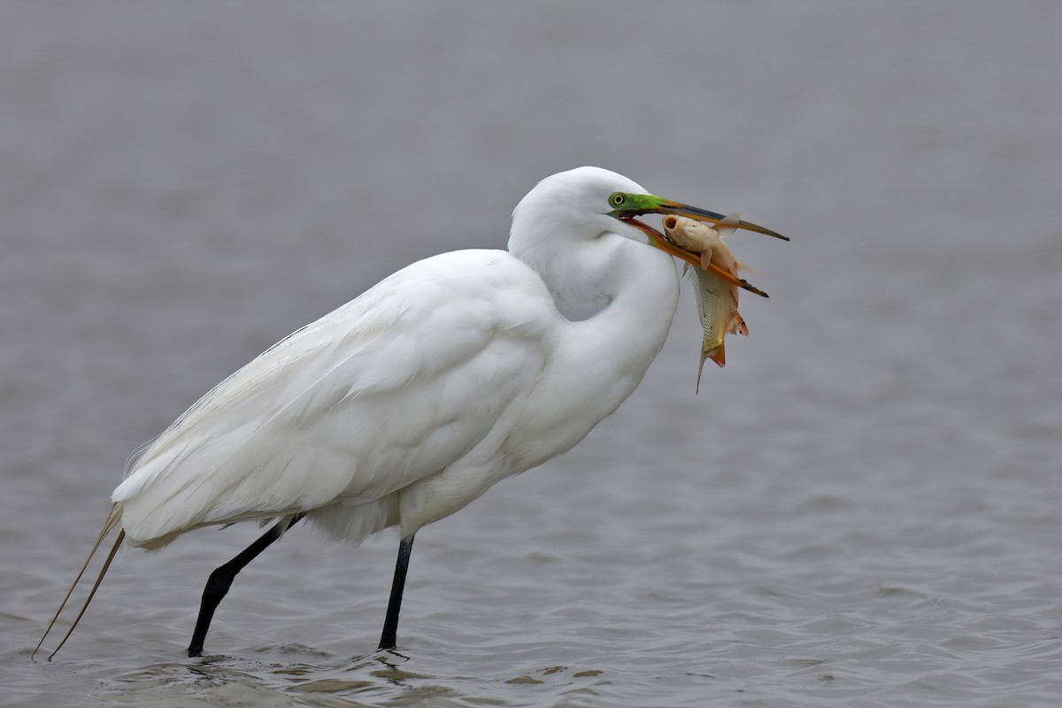 Great Egret - Doug Hommert