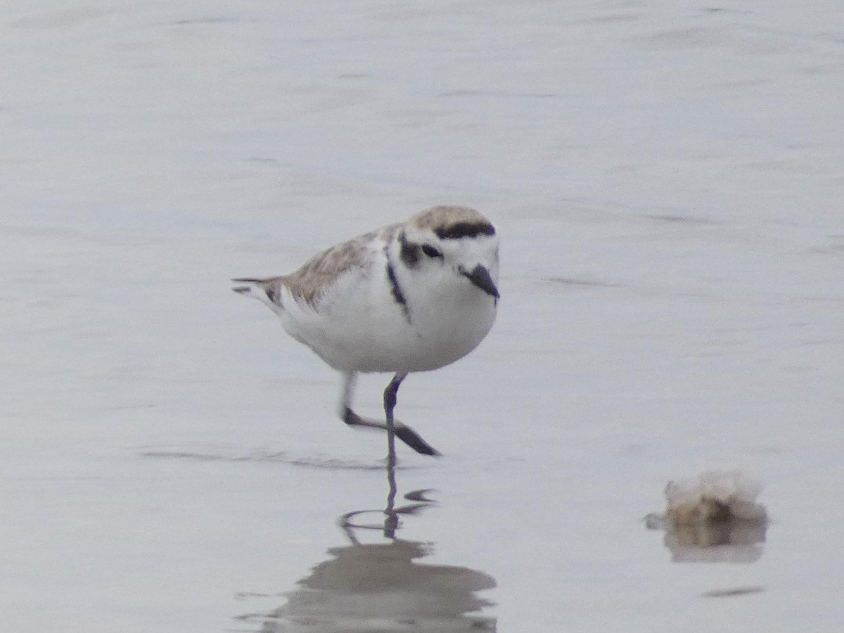 Snowy Plover - ML224498781