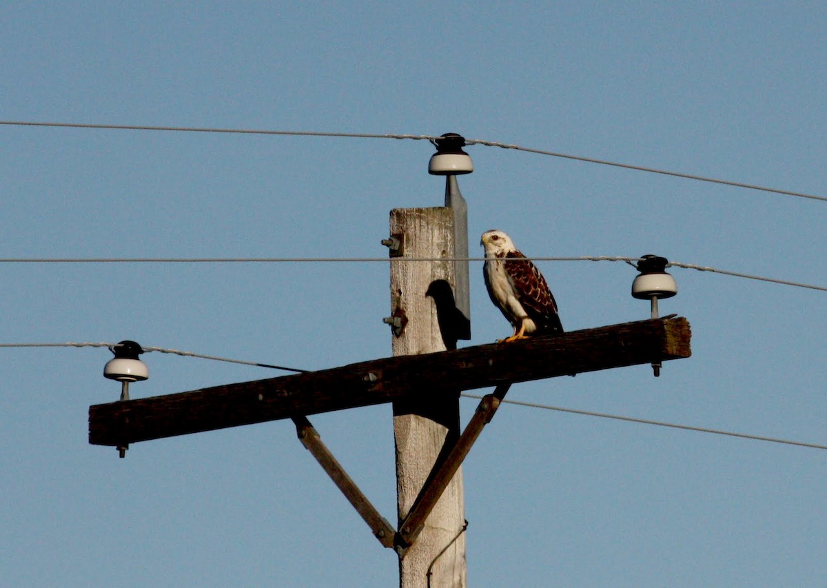 Swainson's Hawk - ML22449881