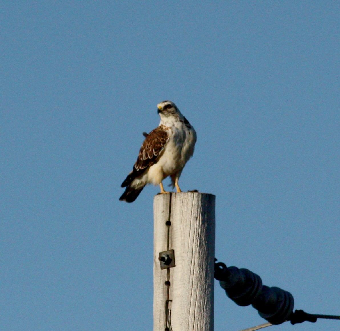 Swainson's Hawk - ML22449931