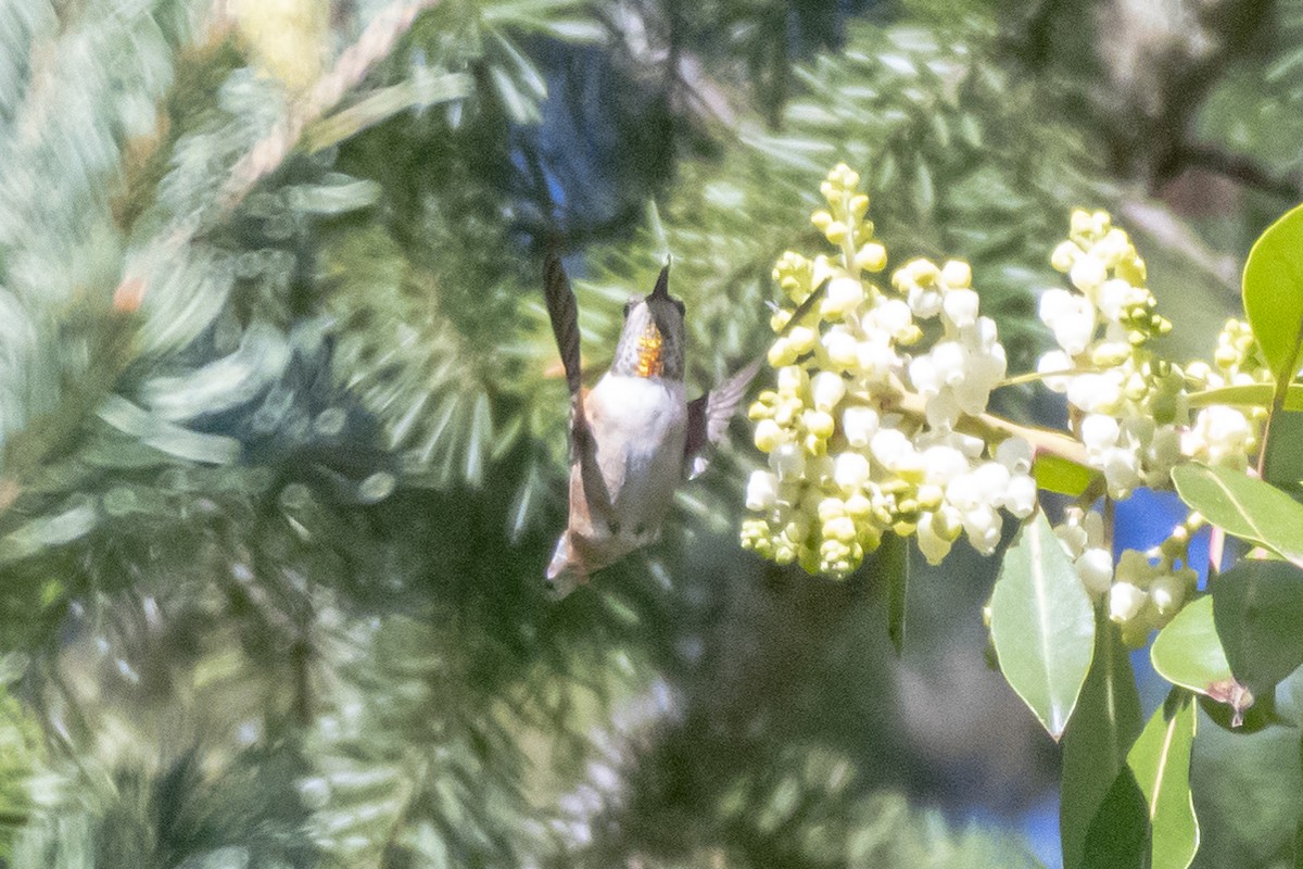 Rufous Hummingbird - ML224499661