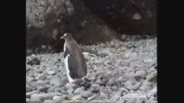 Gentoo Penguin - ML224500381