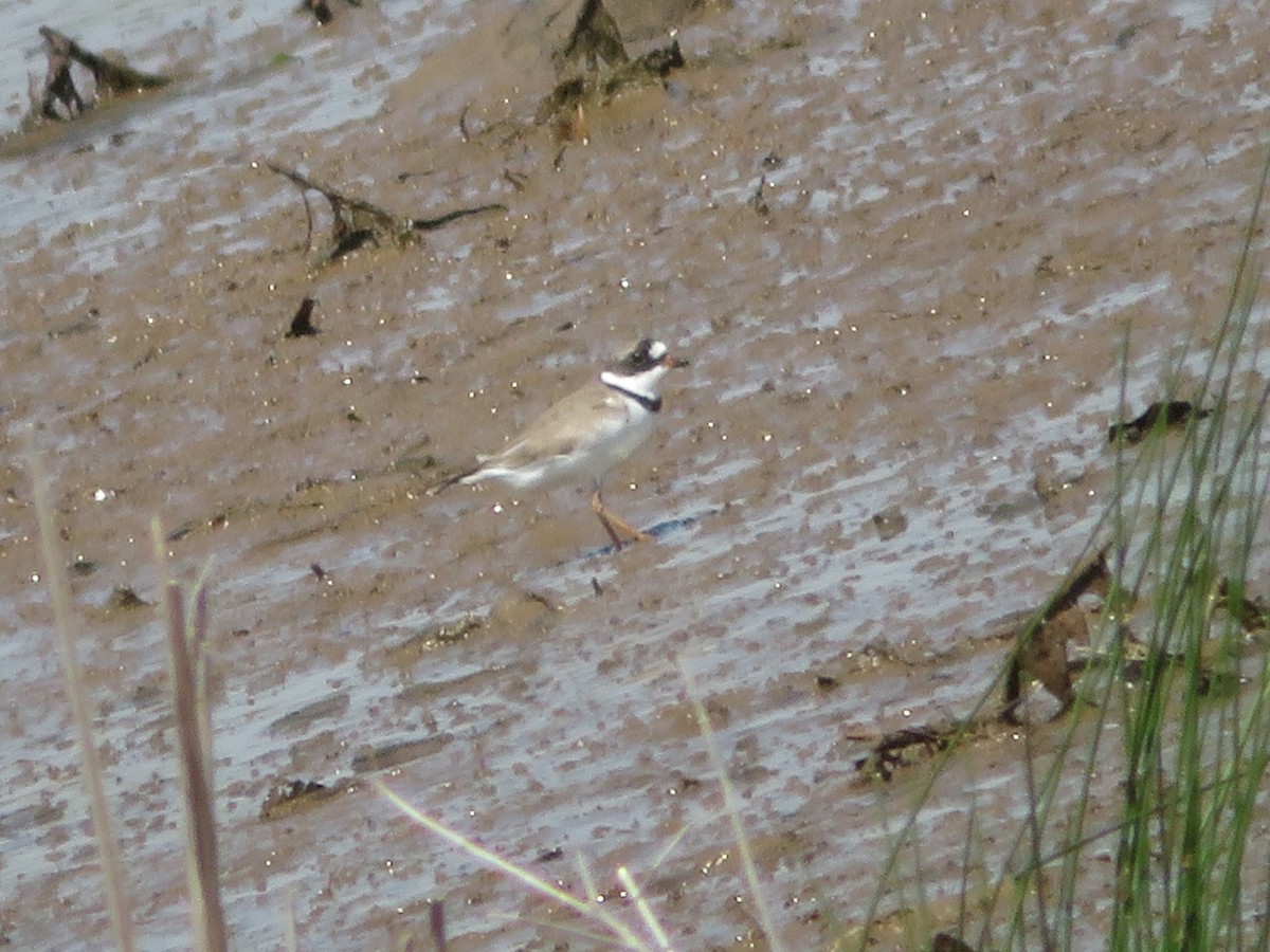 Semipalmated Plover - ML224500961