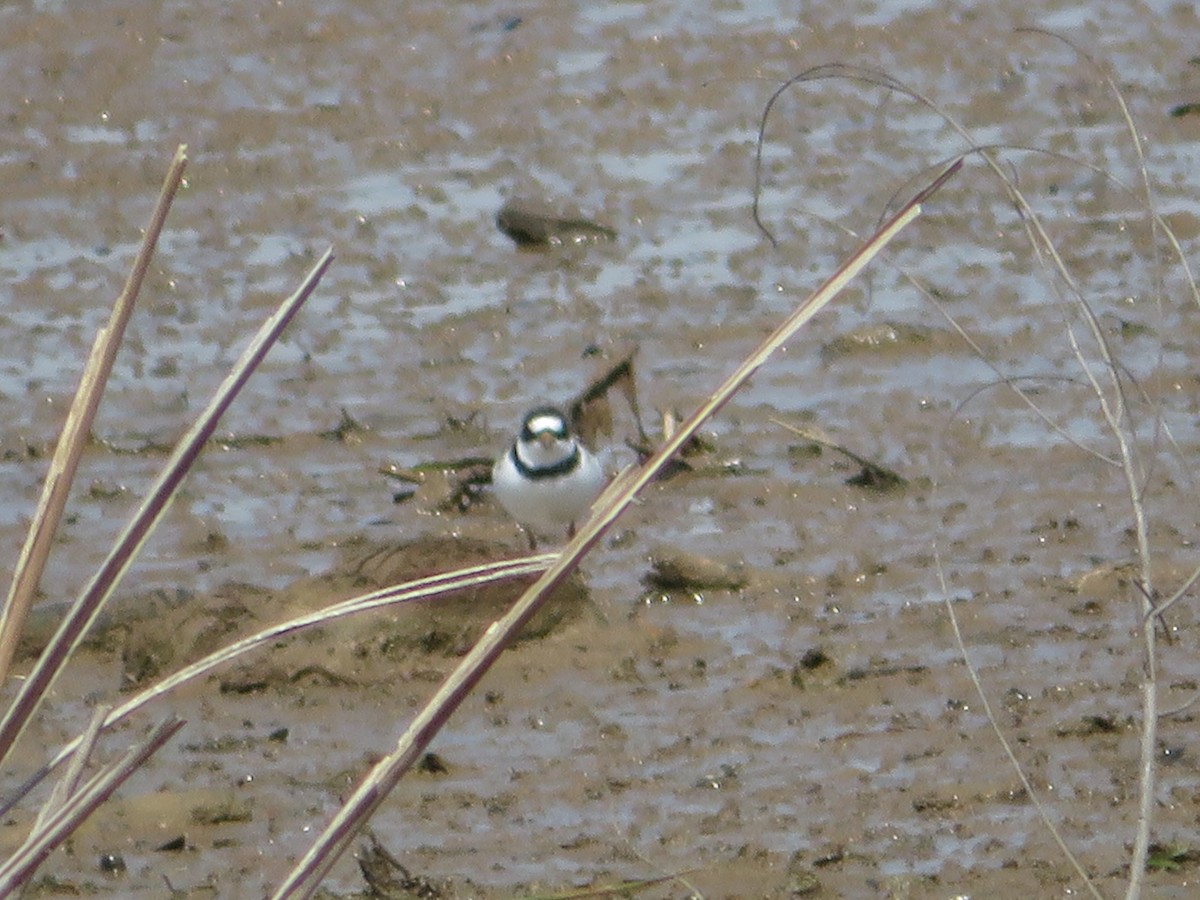 Semipalmated Plover - ML224500991