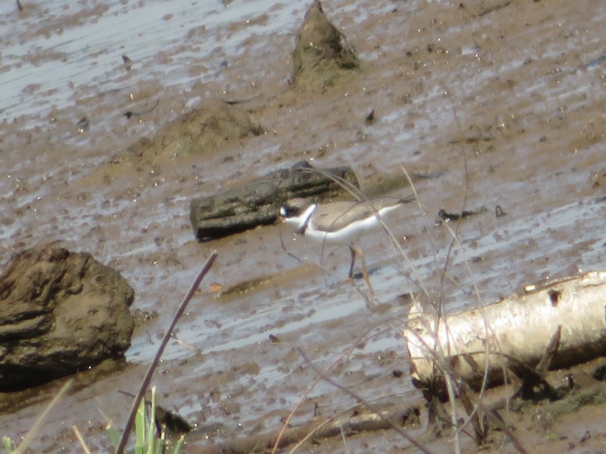 Semipalmated Plover - ML224501051