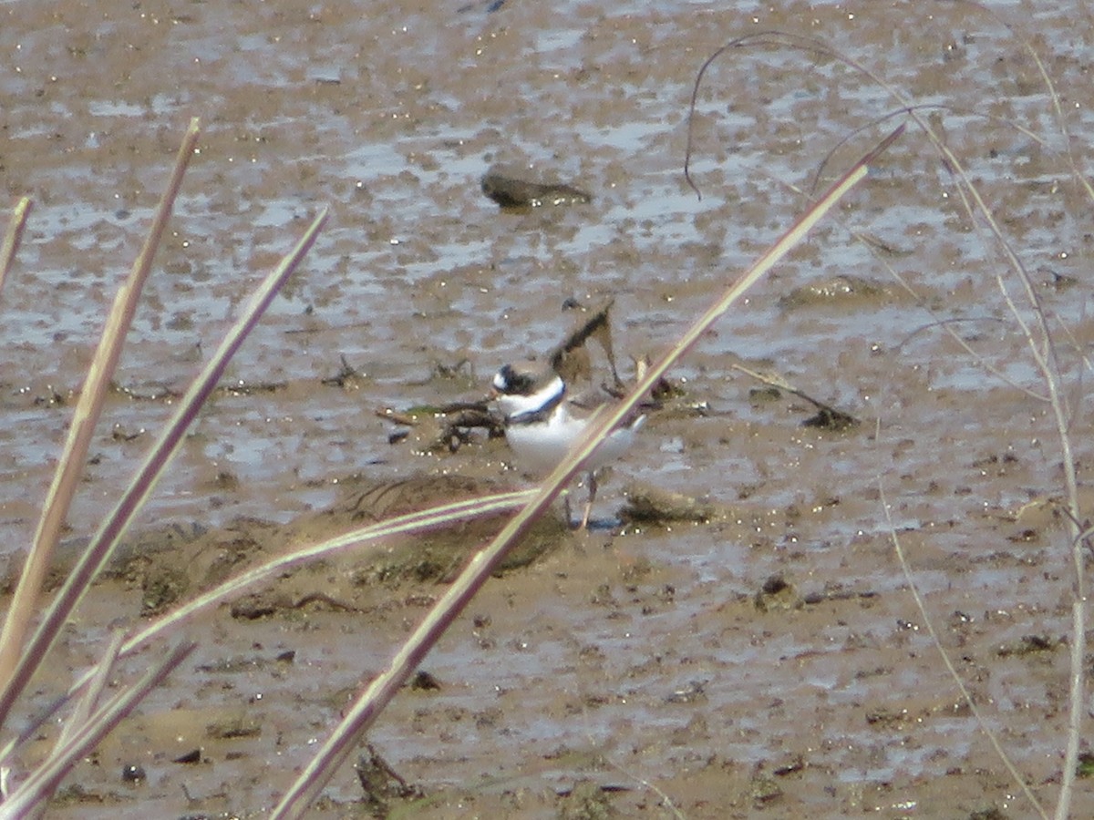 Semipalmated Plover - ML224501091