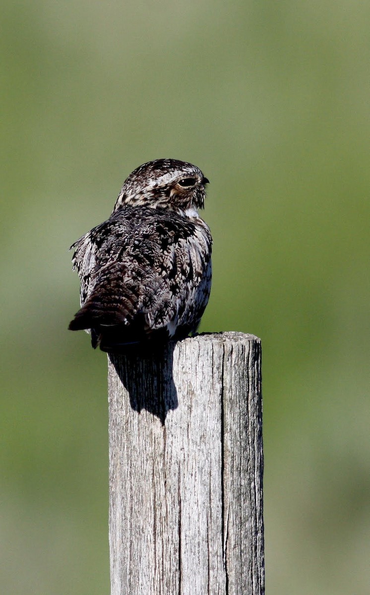 Common Nighthawk - ML22450131