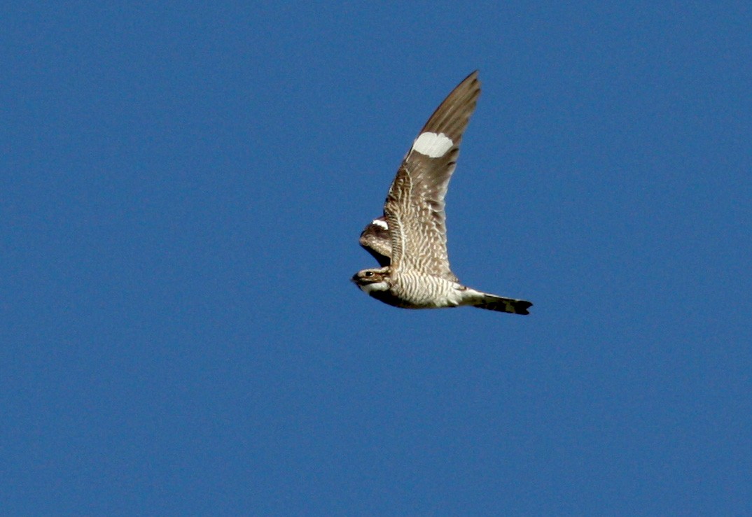 Common Nighthawk - ML22450151