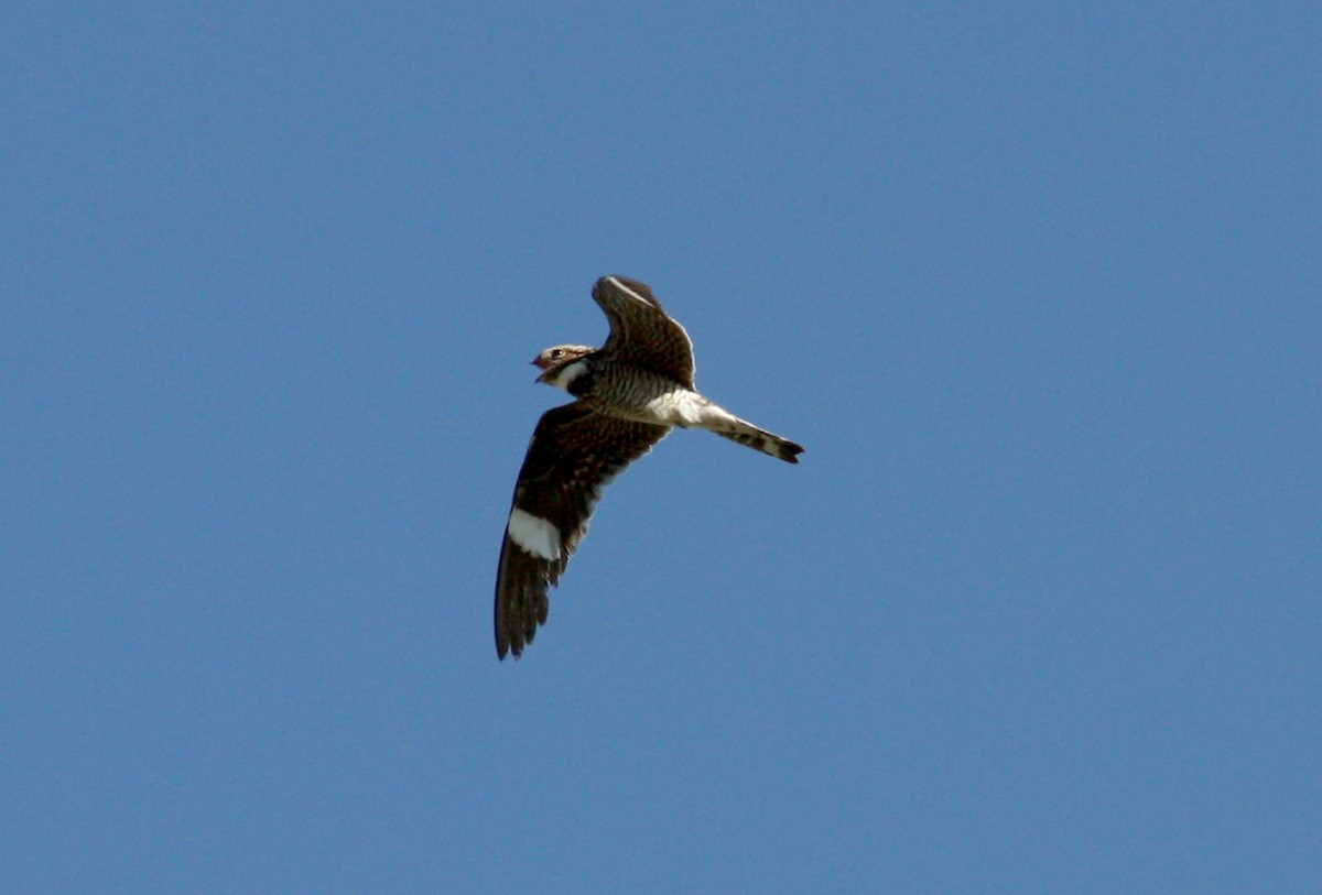 Common Nighthawk - ML22450161