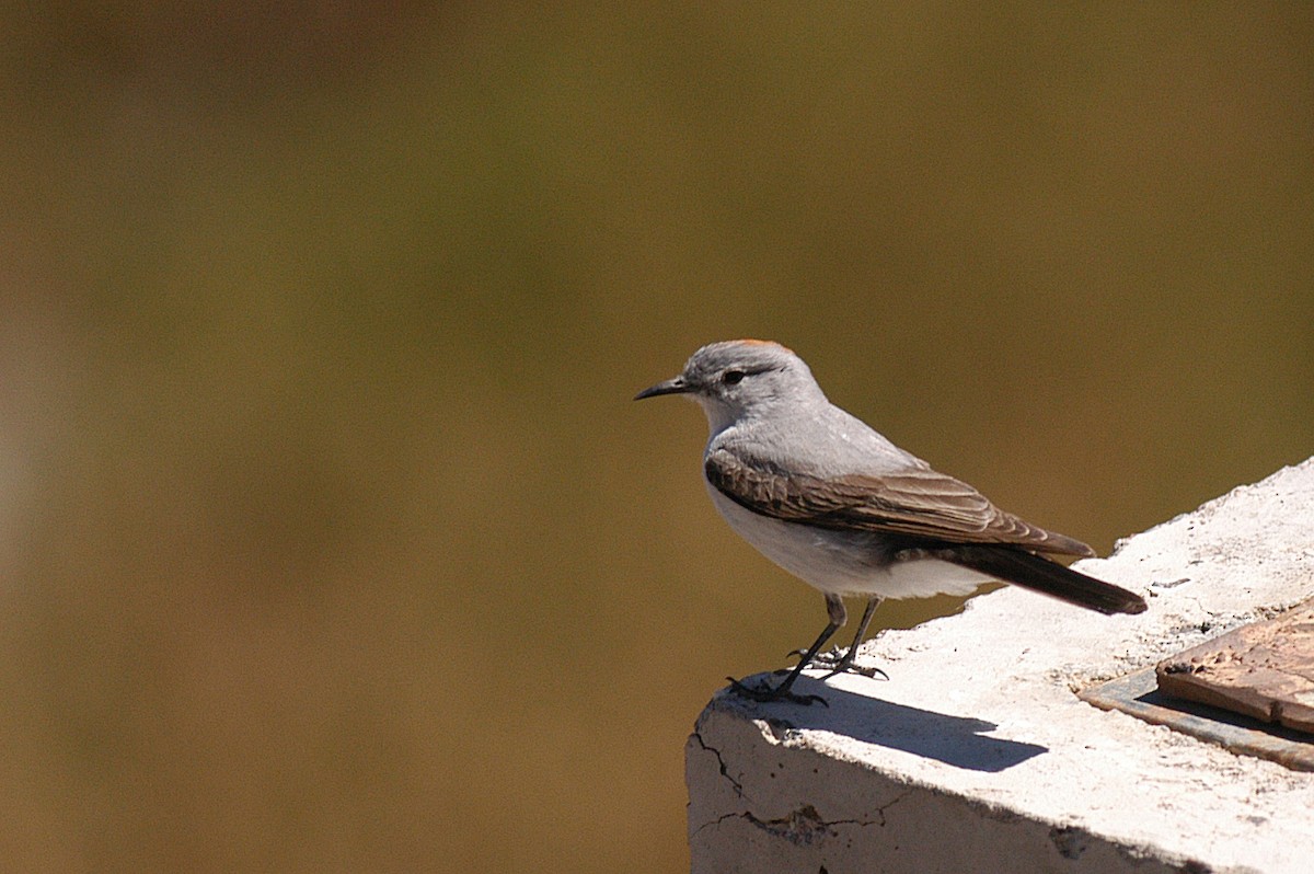 Rufous-naped Ground-Tyrant - ML22450171