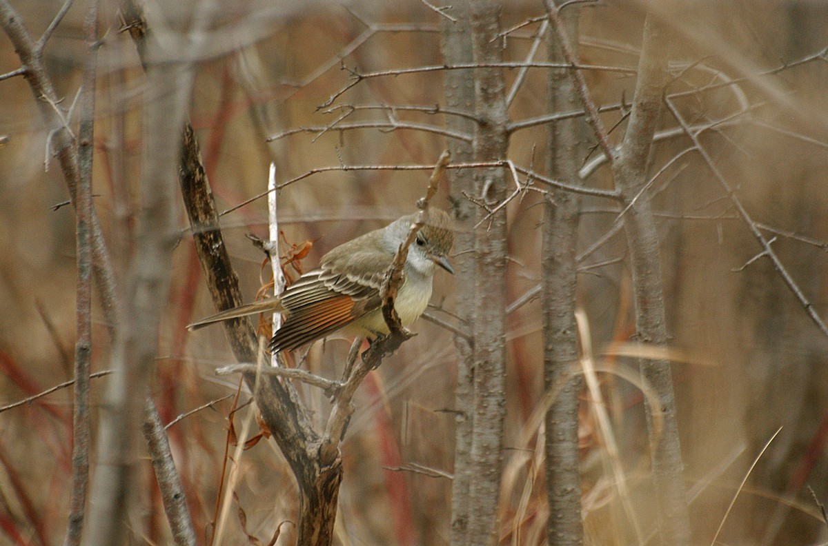 Ash-throated Flycatcher - ML22450361