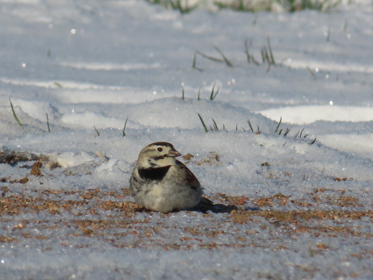 skjoldspurv - ML224505261