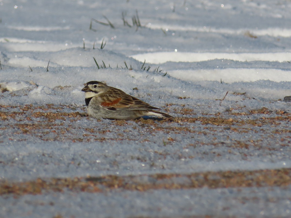 skjoldspurv - ML224505271