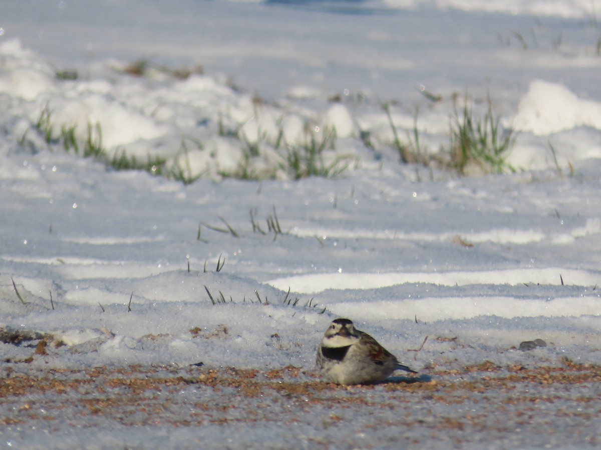 skjoldspurv - ML224505331