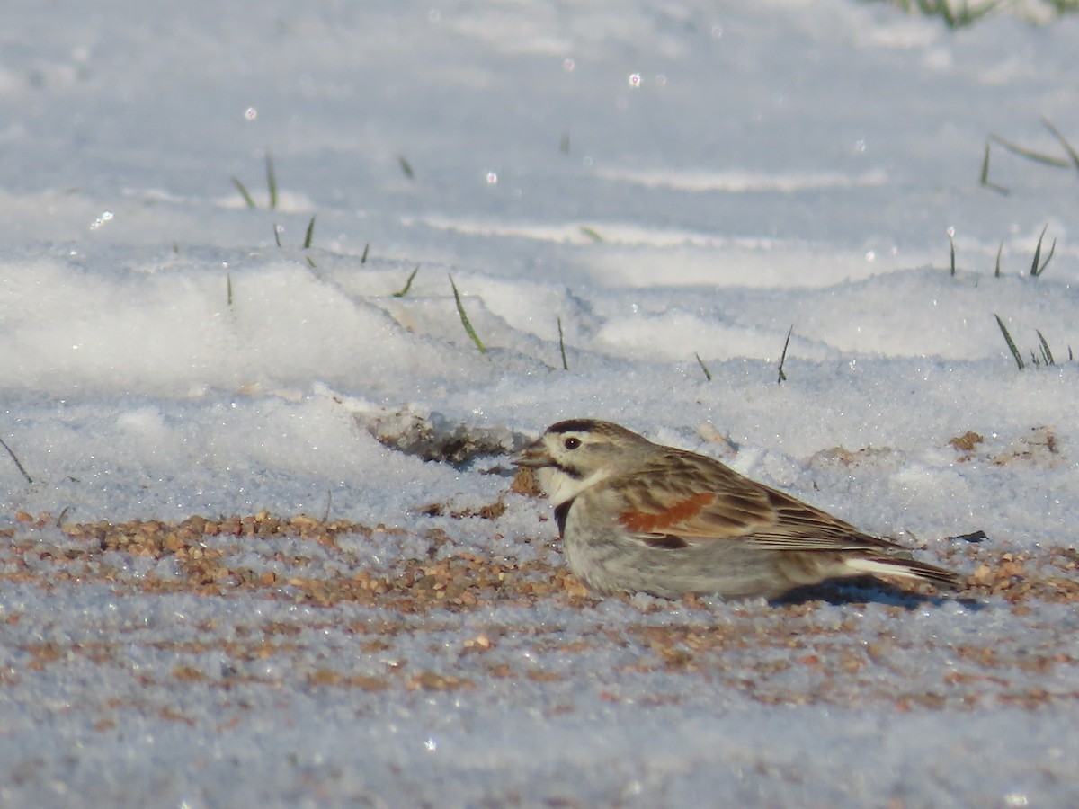 skjoldspurv - ML224505341