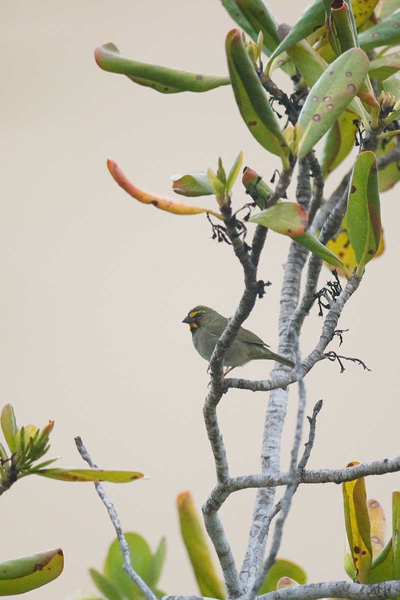 Yellow-faced Grassquit - Etienne Artigau🦩