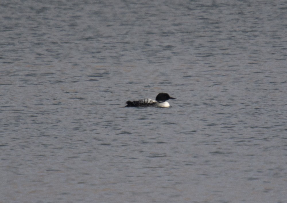 Common Loon - ML224505951