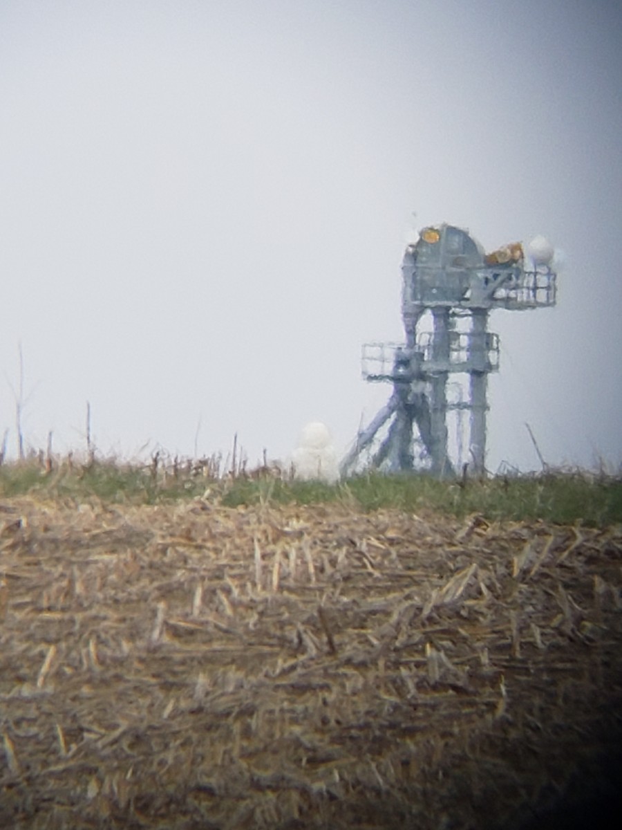 Snowy Owl - Timothy Baker